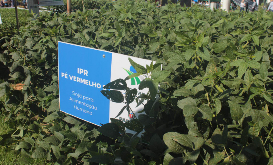 IDR-Paraná apresenta cultivares de mandioca, soja e maracujá ao setor produtivo - Cascavel, 09/02/2022