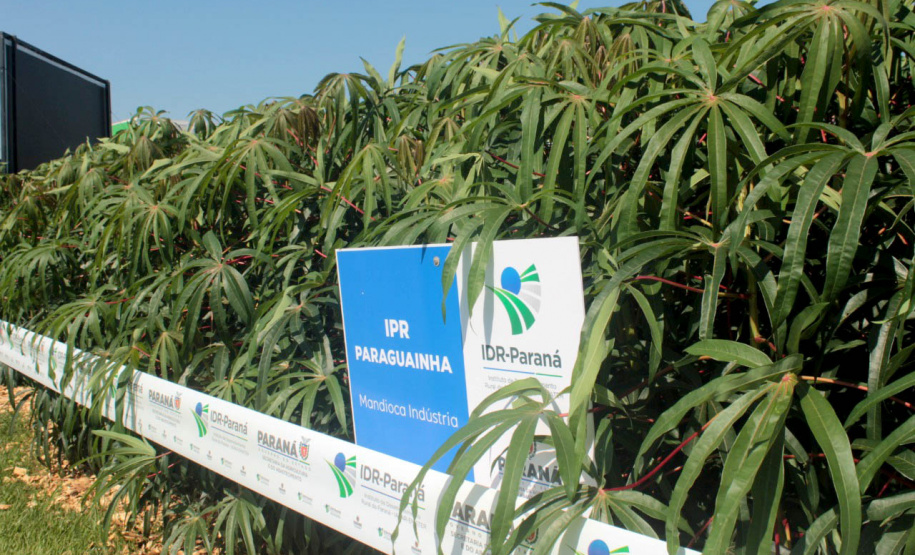 IDR-Paraná apresenta cultivares de mandioca, soja e maracujá ao setor produtivo - Cascavel, 09/02/2022