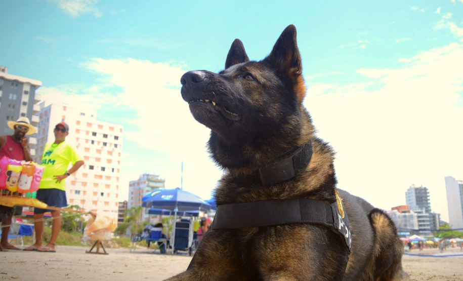 Cães policiais da Polícia Civil interagem com a sociedade no Litoral