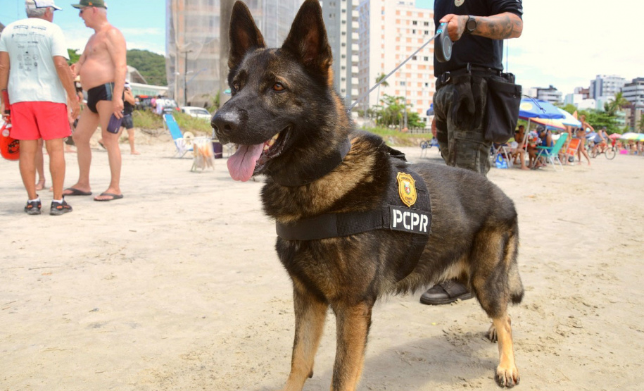 Cães policiais da Polícia Civil interagem com a sociedade no Litoral