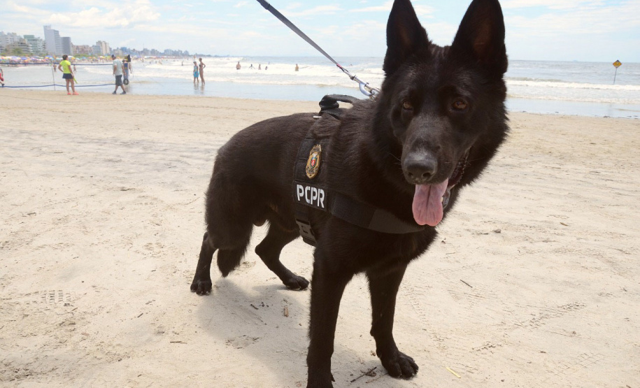 Cães policiais da Polícia Civil interagem com a sociedade no Litoral