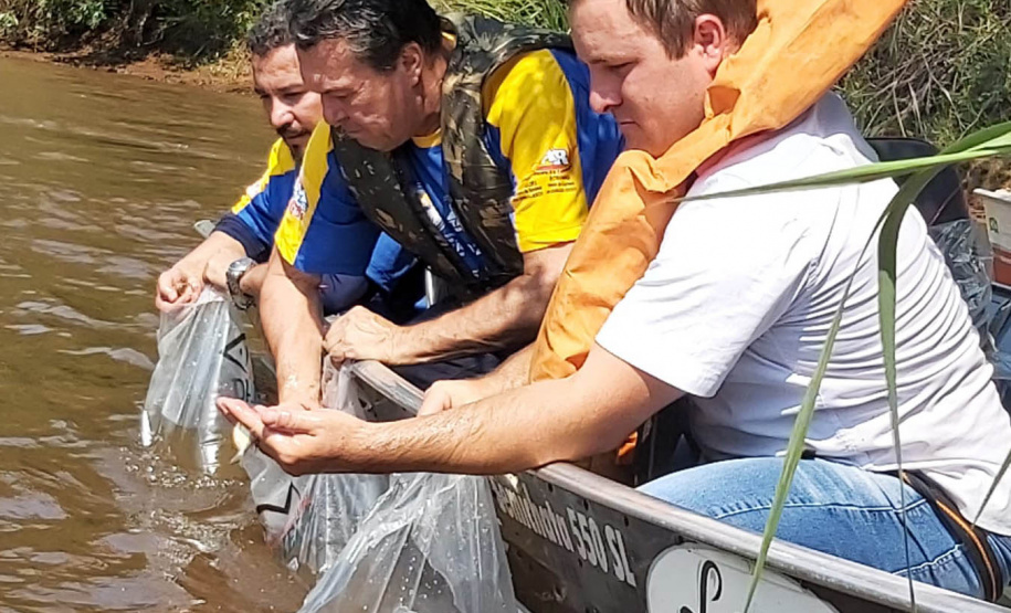 Rio Xambrê é repovoado com 50 mil peixes juvenis nativos