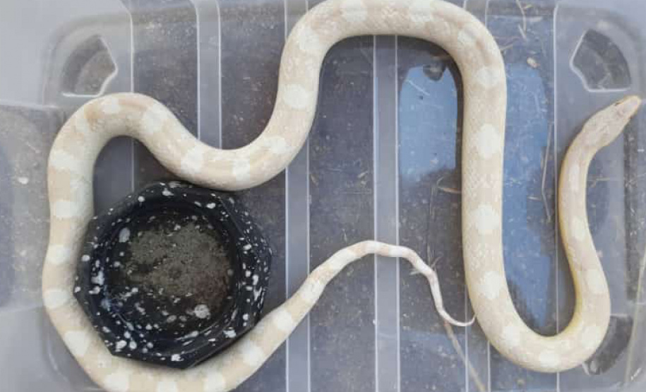 Animais exóticos devem ser entregues de maneira voluntária ao órgão ambiental