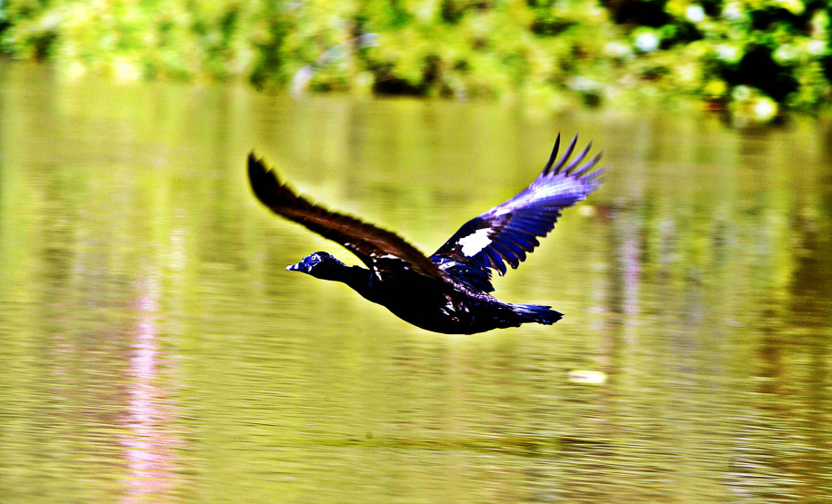 IAT conversa com comunidade sobre a utilização de recursos hídricos dos rios São Camilo e Jesuítas