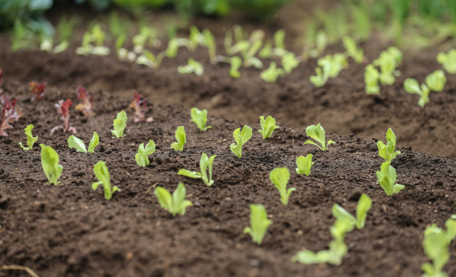 Projeto estuda uso de nanobiopesticidas como alternativa para proteção do ambiente