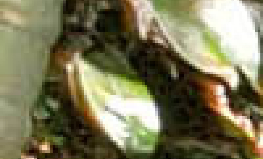 Começam vistorias do projeto Selo Verde, na Ilha do Mel