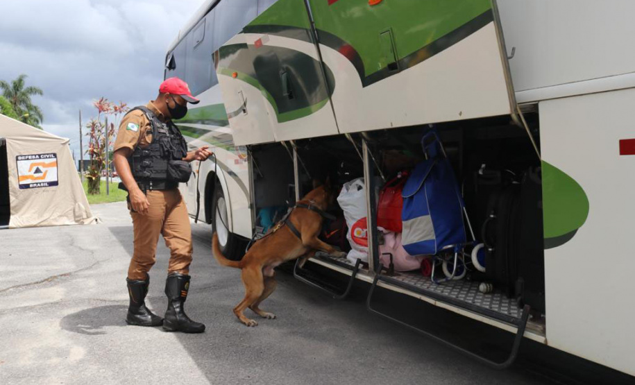 No Paraná, forças policiais tiram de circulação mais de 272 toneladas de drogas