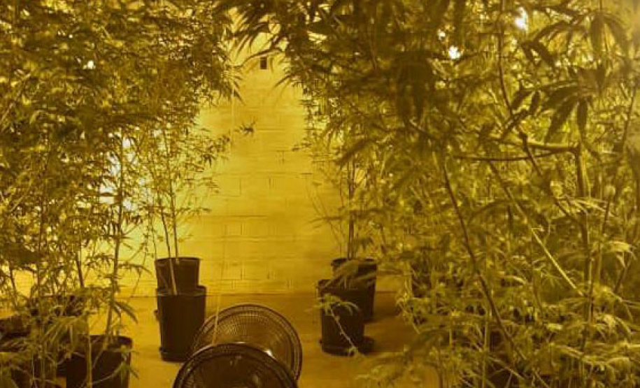 No Paraná, forças policiais tiram de circulação mais de 272 toneladas de drogas