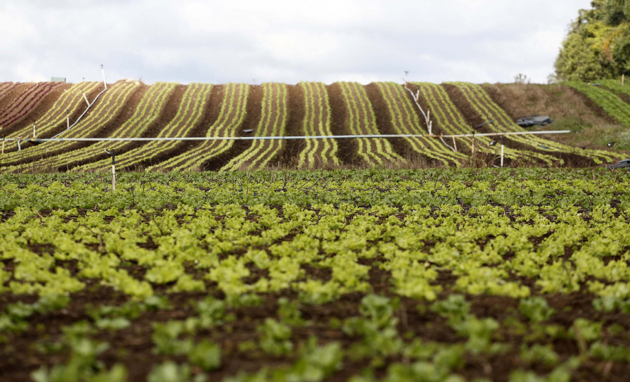 Plantação de hortaliças na colônia Muricy.