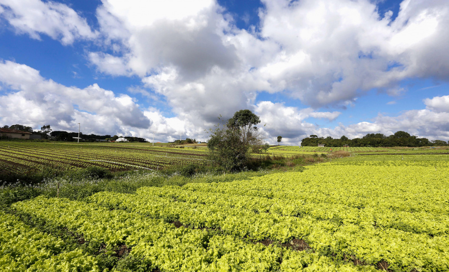 Certificação de orgânicos exige mudança na conduta do produtor em cuidados ambientais