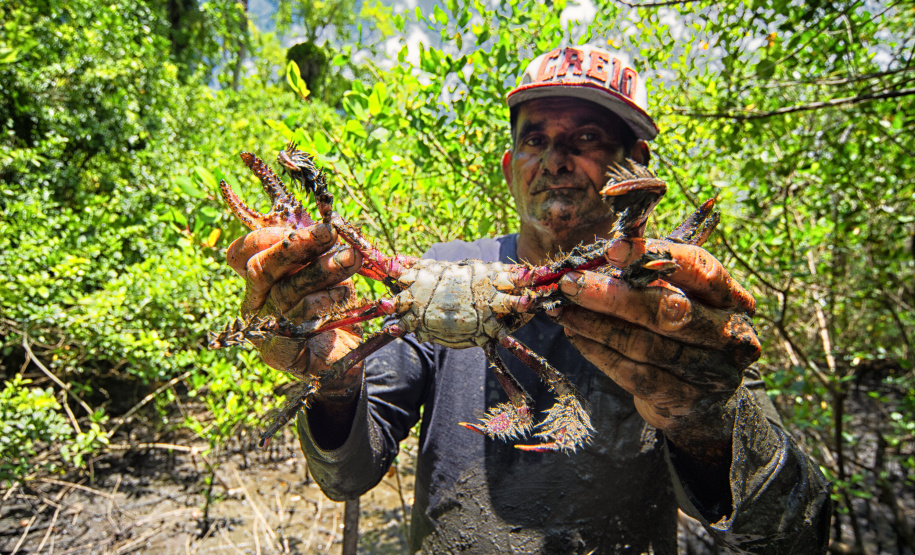 Captura de caranguejo-uçá volta a ser proibida no Paraná