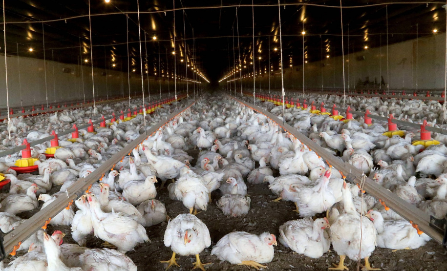 Com juros subsidiados pelo Estado, Banco do Agricultor muda a realidade dos paranaenses