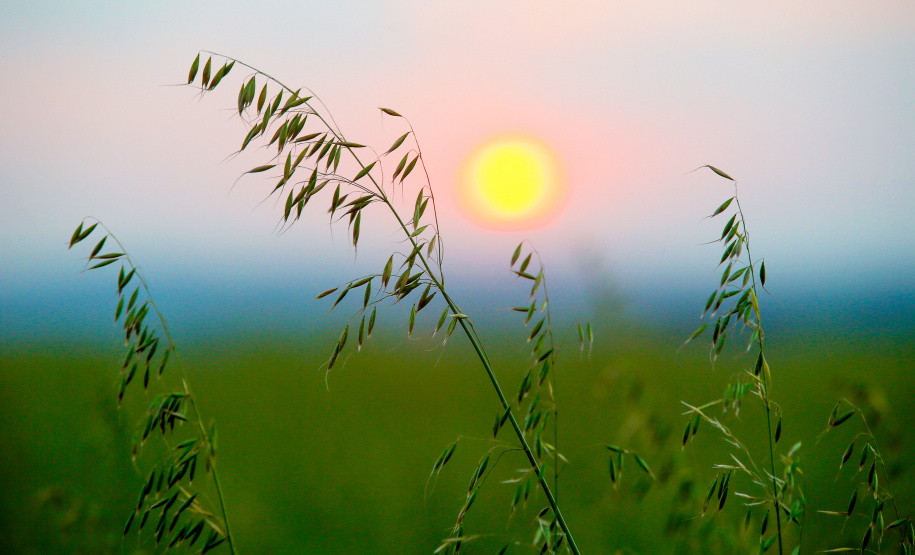 Reunião da Comissão Brasileira de Pesquisa de Aveia começa nesta terça-feira, em Londrina