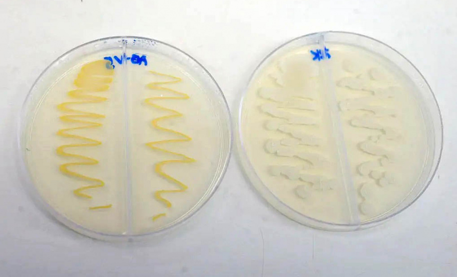 Projeto usa bactérias em mudas de árvores neotropicais para aumentar resistência à seca