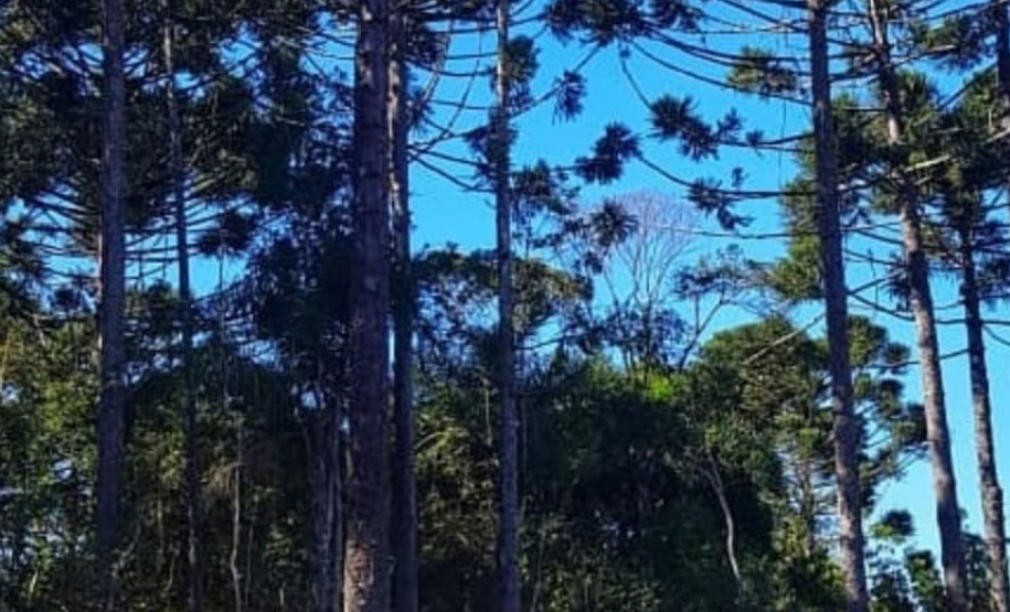 Proteção da fauna paranaense é intensificada com fiscalizações e autuações do Batalhão de Polícia Ambiental no Paraná