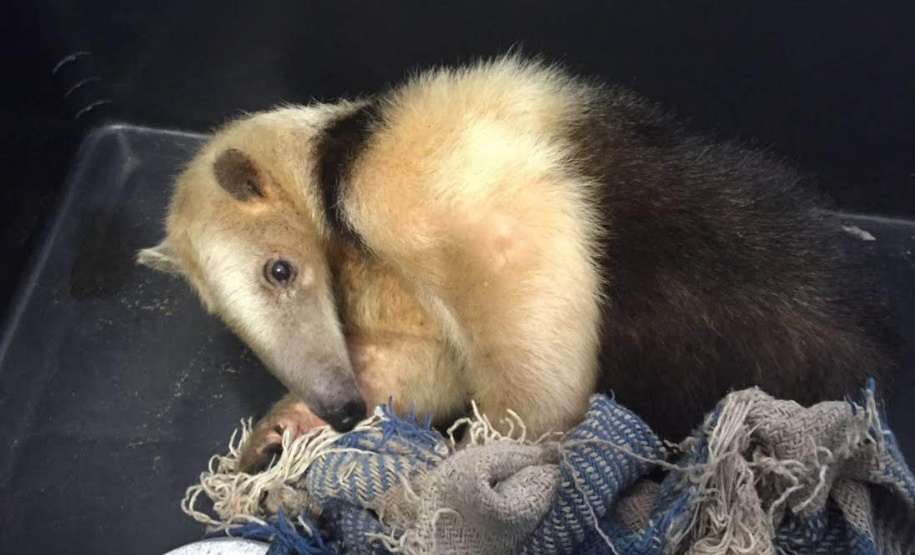 Governo do Paraná torna permanente o curso para voluntariado no cuidado de animais silvestres  - cURITIBA, 21/03/2022