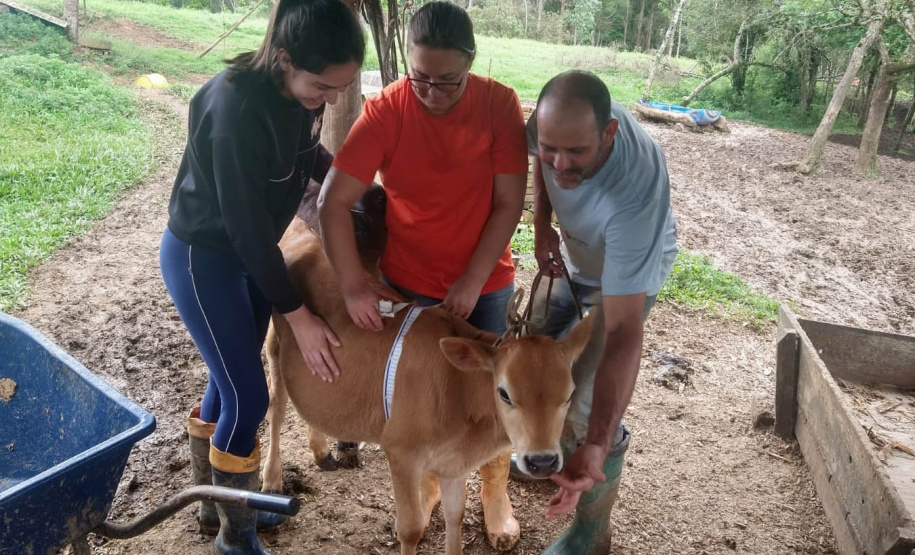 Dieta balanceada aumenta produção e diminui despesas com alimentação do gado leiteiro