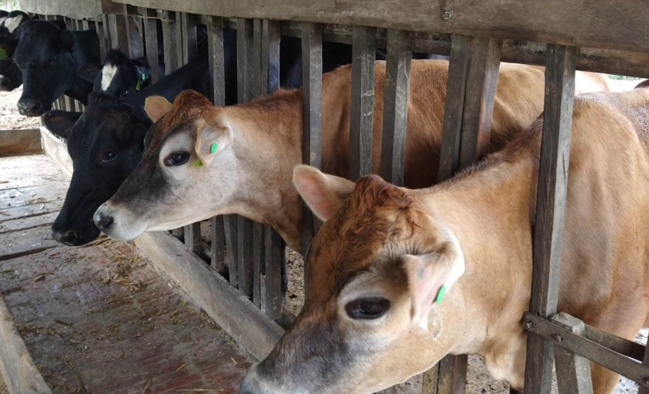 Dieta balanceada aumenta produção e diminui despesas com alimentação do gado leiteiro