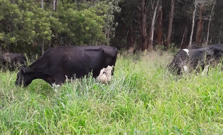 Dieta balanceada aumenta produção e diminui despesas com alimentação do gado leiteiro