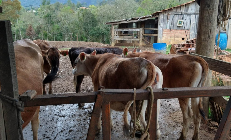 Dieta balanceada aumenta produção e diminui despesas com alimentação do gado leiteiro