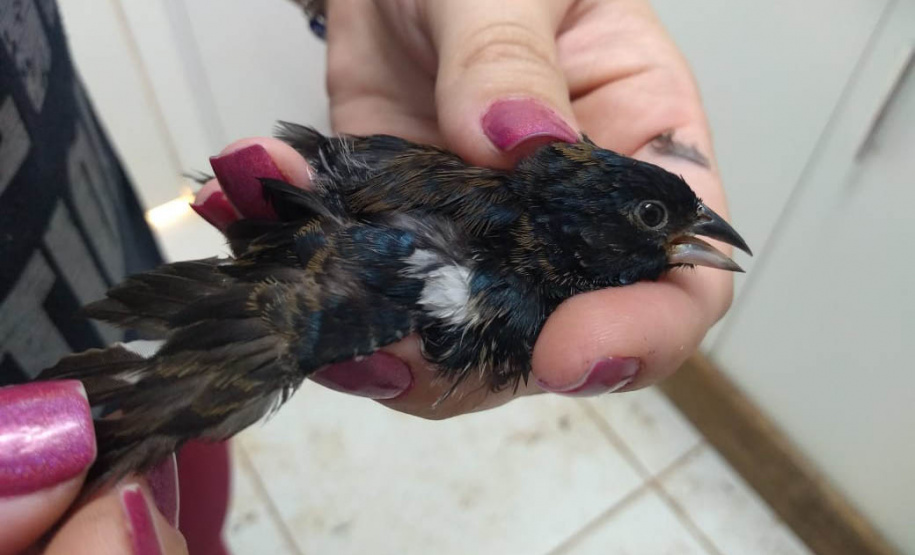 Governo do Paraná torna permanente o curso para voluntariado no cuidado de animais silvestres  - cURITIBA, 21/03/2022
