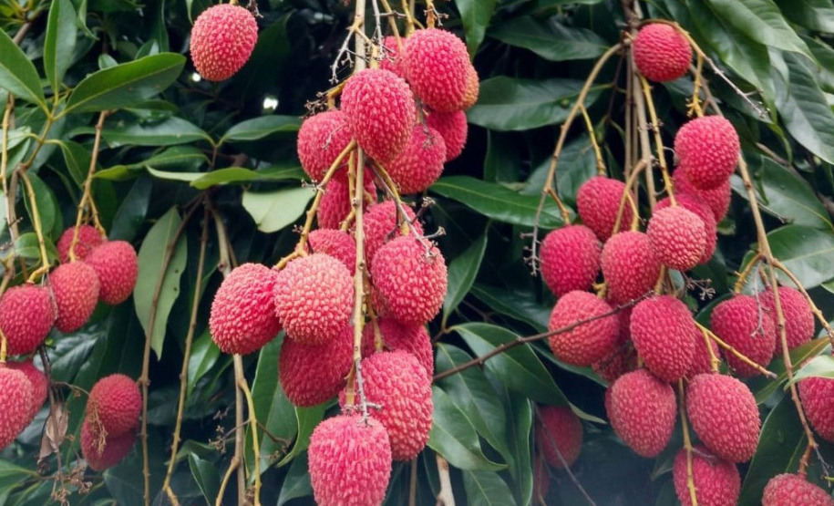Frutas paranaenses ganham mercado internacional