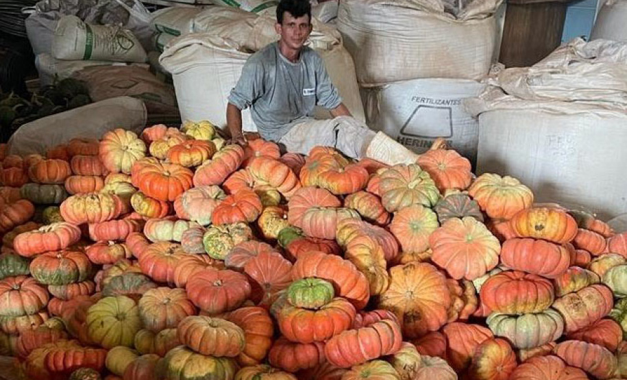 Experimento no Oeste apresenta resultados 50% acima da média em produção de abóboras e contribui para a segurança alimentar da região