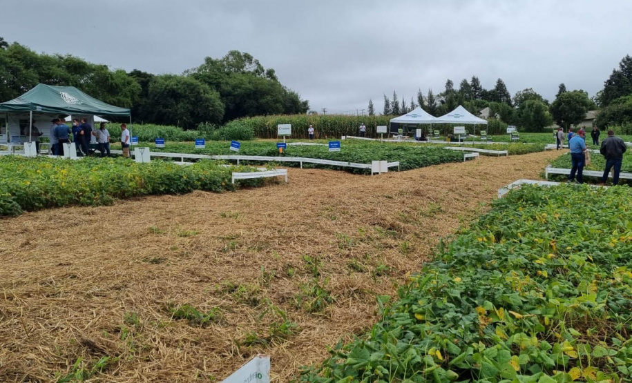 IDR-Paraná apresenta alternativas para uma agricultura mais sustentável e lucrativa nas culturas de feijão e milho