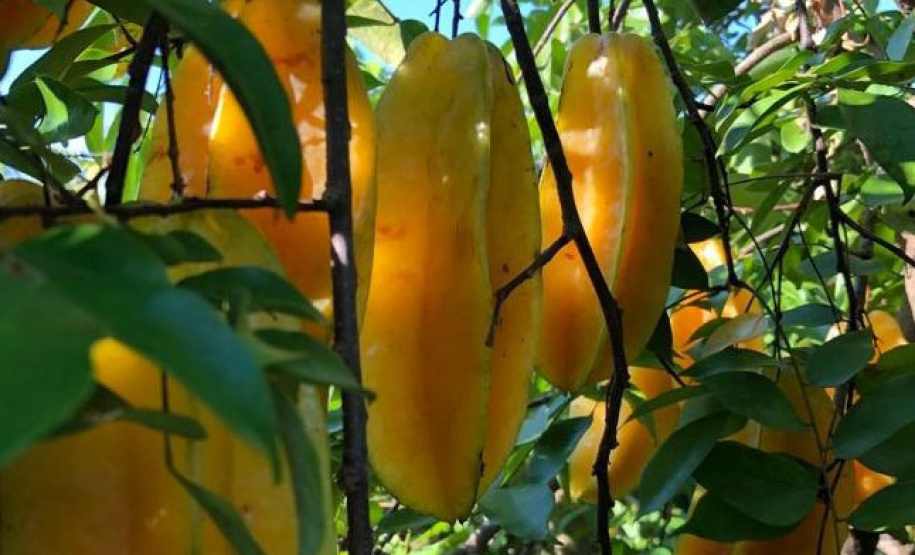 Frutas paranaenses ganham mercado internacional