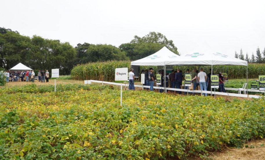 IDR-Paraná apresenta alternativas para uma agricultura mais sustentável e lucrativa nas culturas de feijão e milho