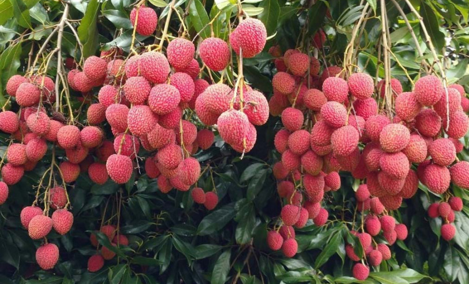 Frutas paranaenses ganham mercado internacional