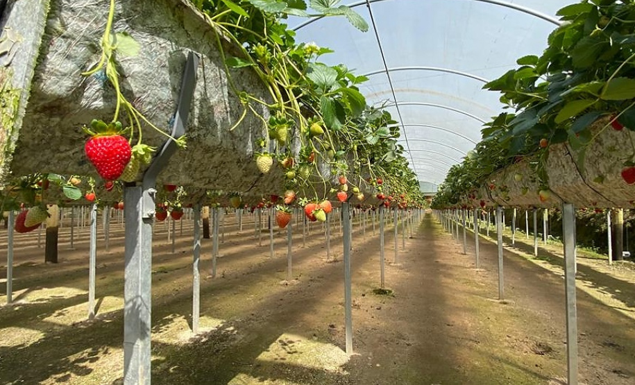 Dia Mundial da Água é comemorado com demonstrações de agricultura sustentável