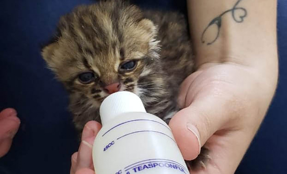 Governo do Paraná torna permanente o curso para voluntariado no cuidado de animais silvestres  - cURITIBA, 21/03/2022
