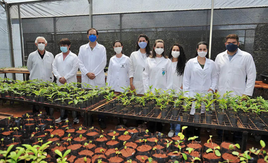 Projeto usa bactérias em mudas de árvores neotropicais para aumentar resistência à seca