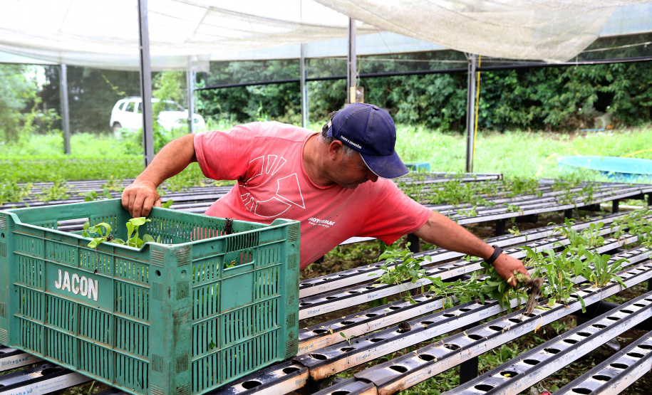 Certificação de orgânicos exige mudança na conduta do produtor em cuidados ambientais
