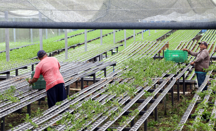 Certificação de orgânicos exige mudança na conduta do produtor em cuidados ambientais