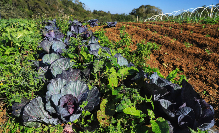 IDR-Paraná: pesquisa busca impulsionar a agricultura orgânica