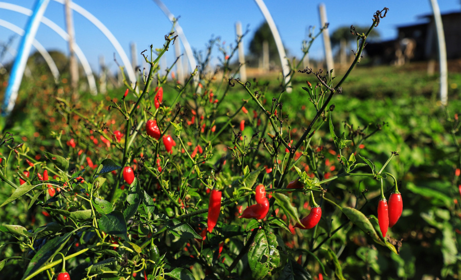 IDR-Paraná: pesquisa busca impulsionar a agricultura orgânica