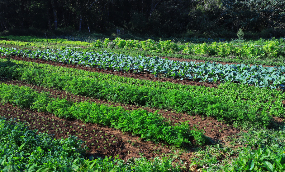 IDR-Paraná: pesquisa busca impulsionar a agricultura orgânica
