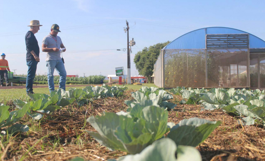 IDR-Paraná: pesquisa busca impulsionar a agricultura orgânica