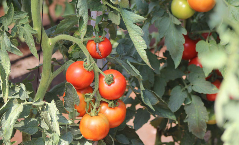 IDR-Paraná: pesquisa busca impulsionar a agricultura orgânica