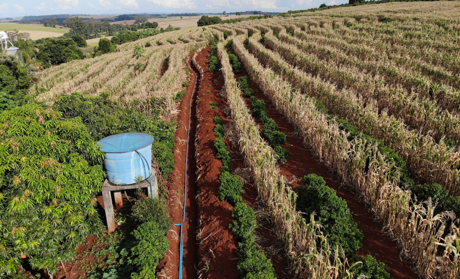 Com juros subsidiados pelo Estado, Banco do Agricultor muda a realidade dos paranaenses