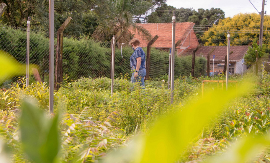 Parceria entre Hospital Universitário e Colégio Agrícola inicia produção de ervas terapêuticas