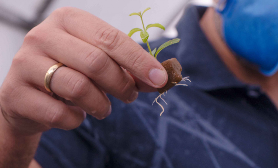 Parceria entre Hospital Universitário e Colégio Agrícola inicia produção de ervas terapêuticas