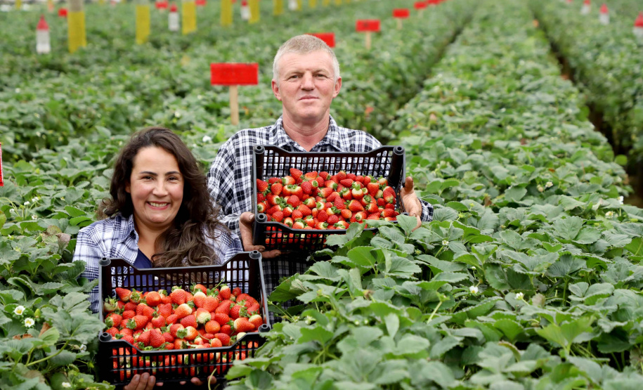 Instituições do Paraná e de outros estados discutem os desafios da produção de morangos no Brasil