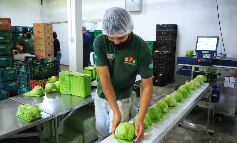 Paraná tem 10,5% da alimentação escolar proveniente de orgânicos