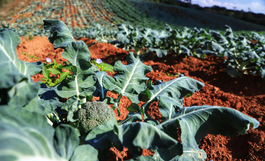 Paraná tem 10,5% da alimentação escolar proveniente de orgânicos