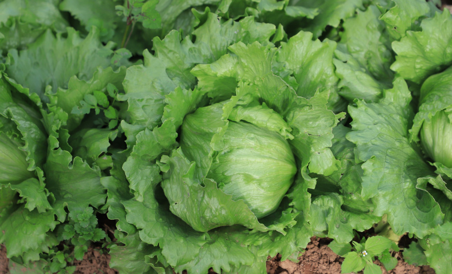 IDR-Paraná: pesquisa busca impulsionar a agricultura orgânica