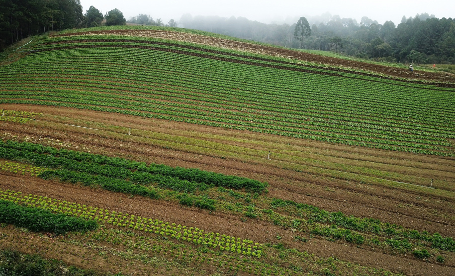 IDR-Paraná: pesquisa busca impulsionar a agricultura orgânica