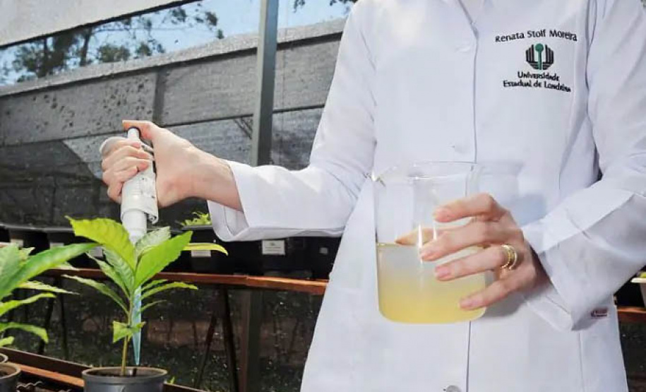 Projeto usa bactérias em mudas de árvores neotropicais para aumentar resistência à seca